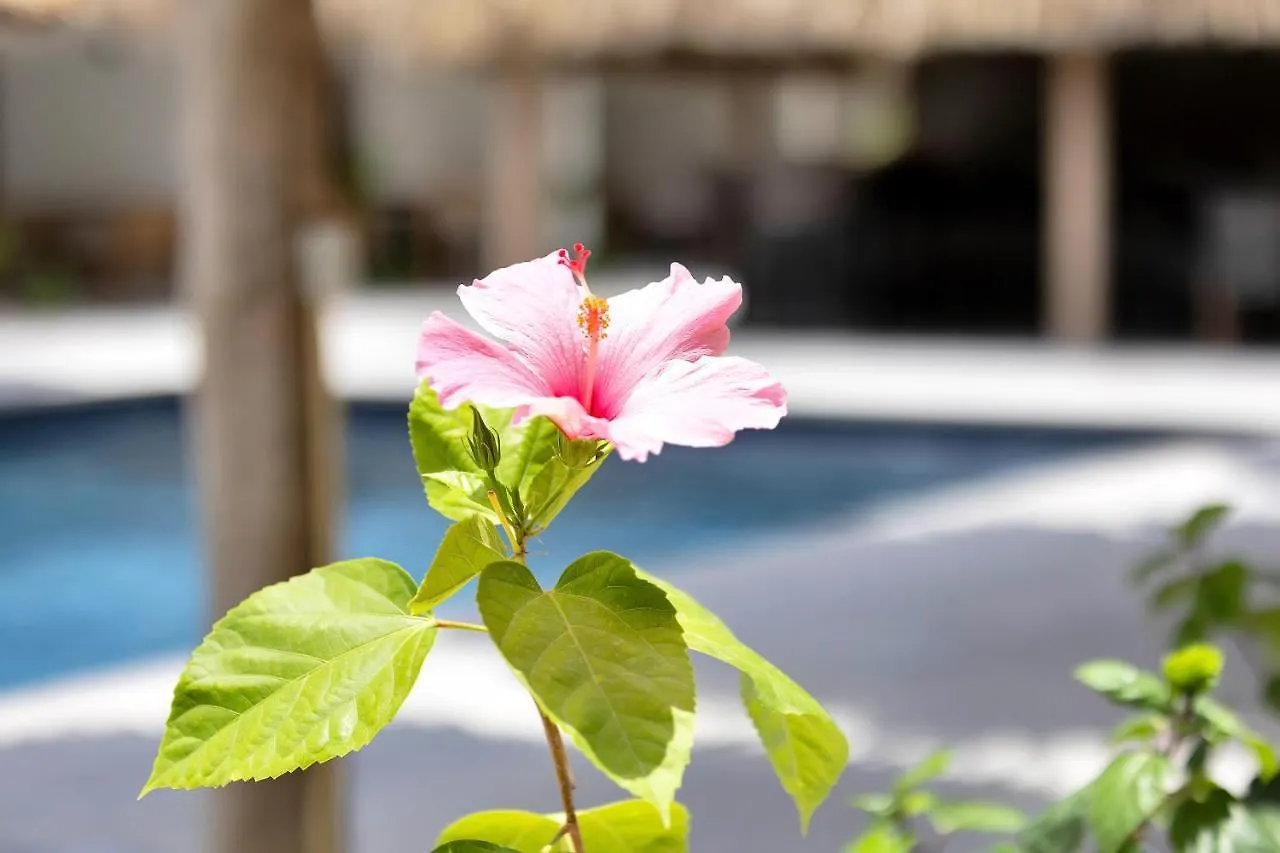 Отель Belnem House Bonaire Кралендейк